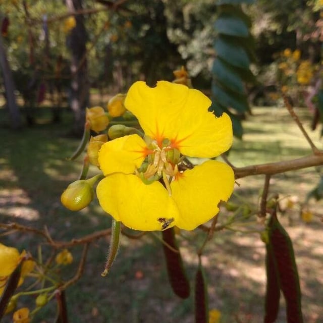 Senna silvestris — flower