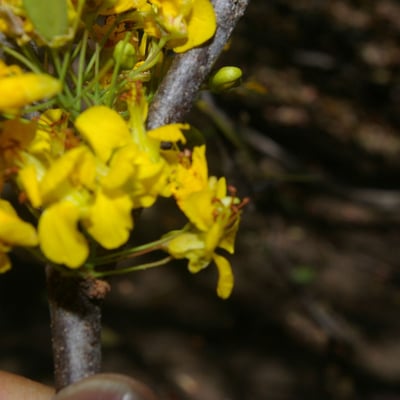Haematoxylum brasiletto — flower