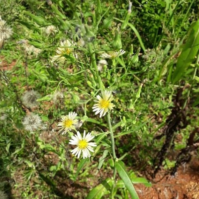 Lactuca indica — flower
