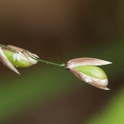 Melica uniflora — flower