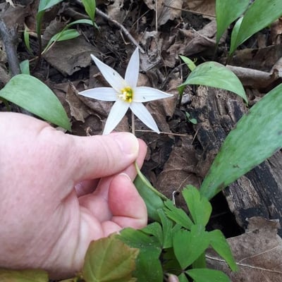 Erythronium albidum — flower