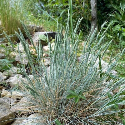 Festuca arvernensis — leaf