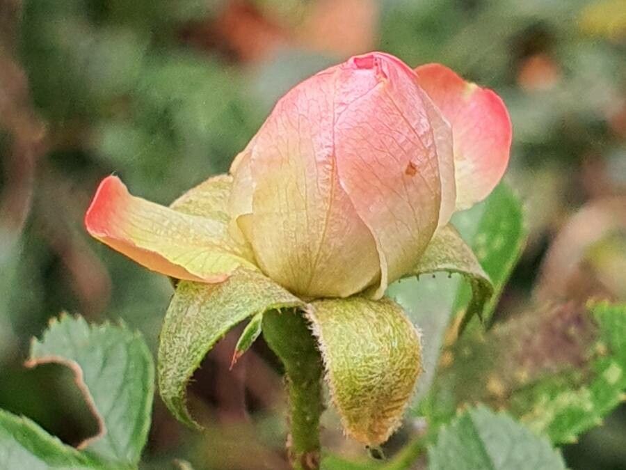 Fieldbriar