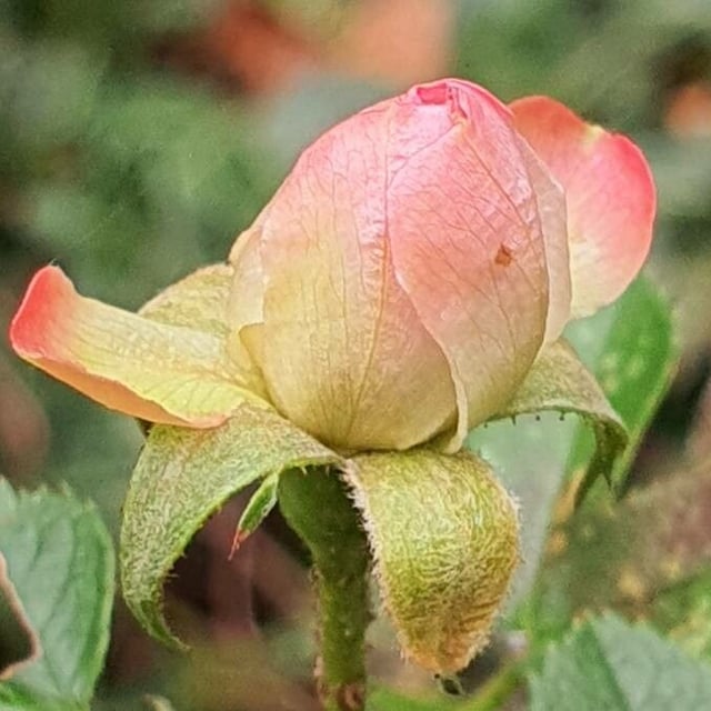 Rosa agrestis — flower