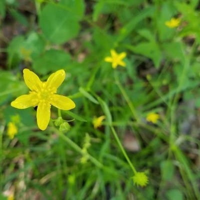 Ranunculus occidentalis — flower