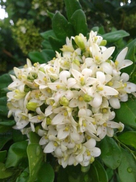 Mock orange