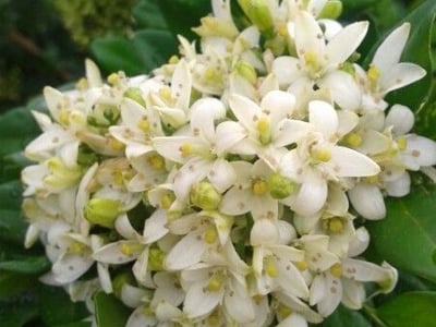 Mock orange
