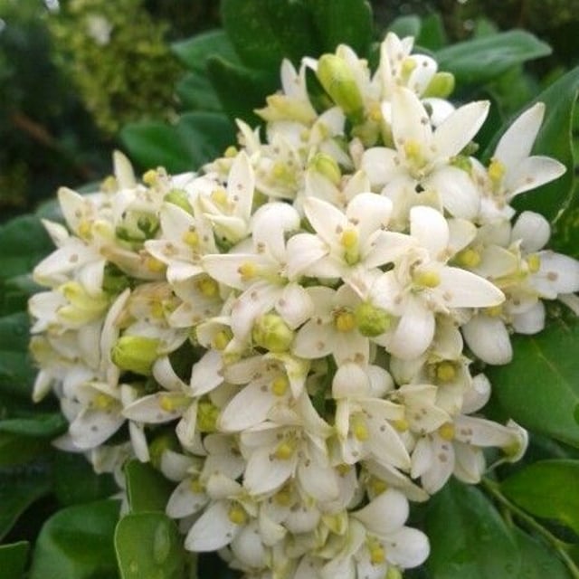 Mock orange
