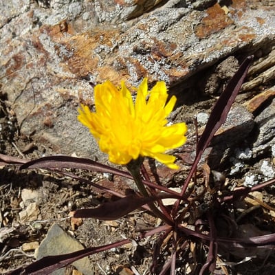 Scorzoneroides pyrenaica — flower