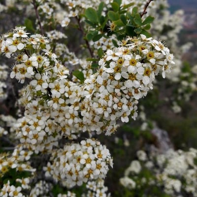 Spiraea hypericifolia — flower