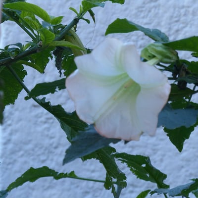 Brugmansia arborea — flower