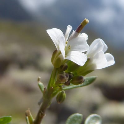 Cardamine resedifolia — flower
