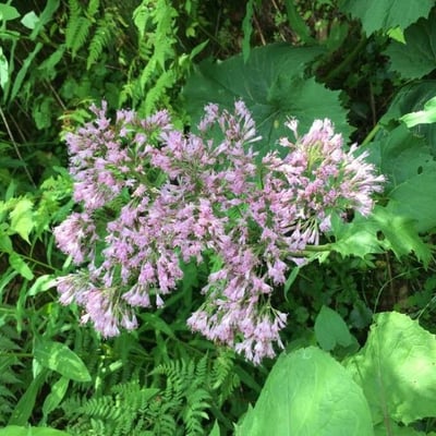 Adenostyles alpina — flower
