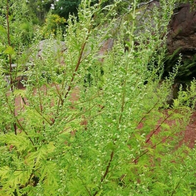 Artemisia gmelinii — leaf