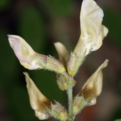 Vicia americana — flower
