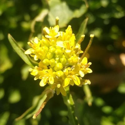 Sisymbrium irio — flower