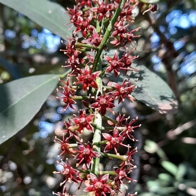 Pilocarpus pennatifolius — flower