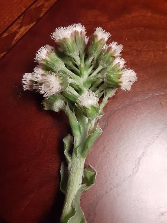 Arctic butterbur