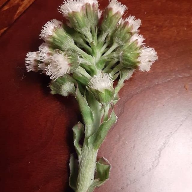 Petasites frigidus — flower