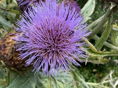 Spanish artichoke