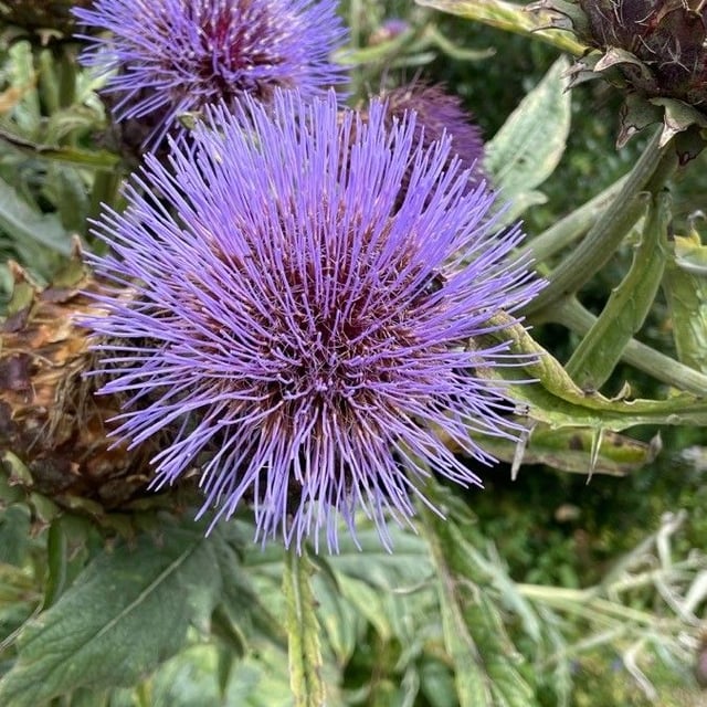 Spanish artichoke