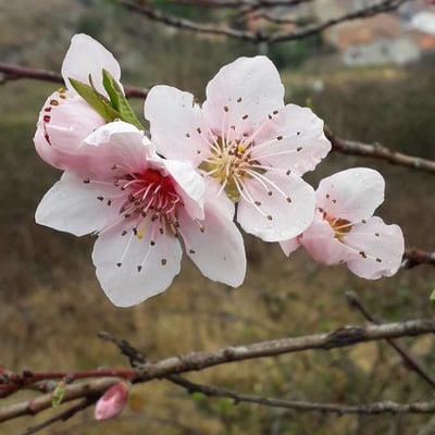 Prunus persica — flower