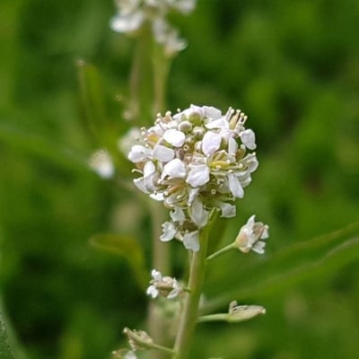 Lepidium sativum — flower