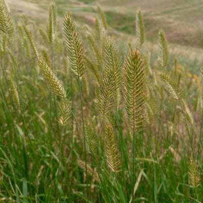 Agropyron cristatum — flower