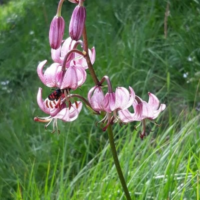 Lilium martagon — flower