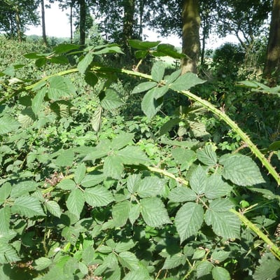 Rubus adspersus — leaf