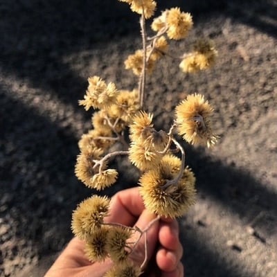 Achyrocline satureioides — flower