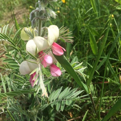 Tephrosia virginiana — flower