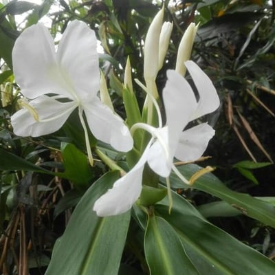 Hedychium coronarium — flower