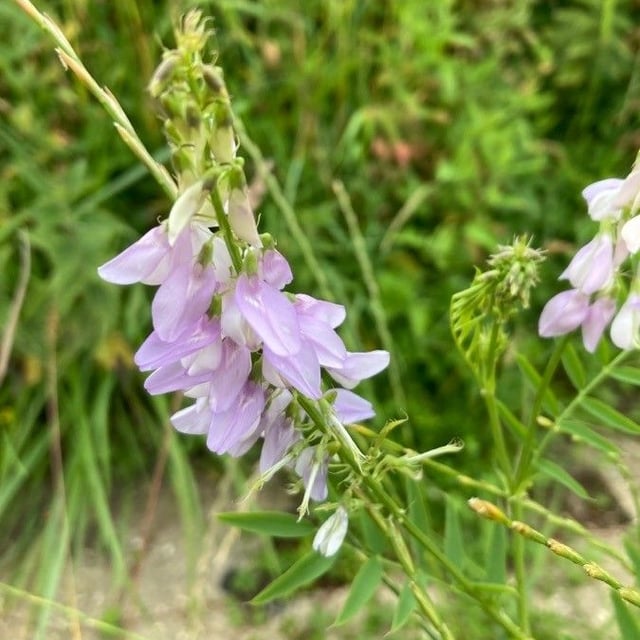Galega officinalis — flower