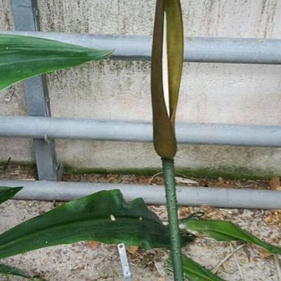 Anchomanes difformis — flower