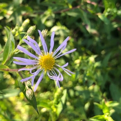 Symphyotrichum puniceum — flower
