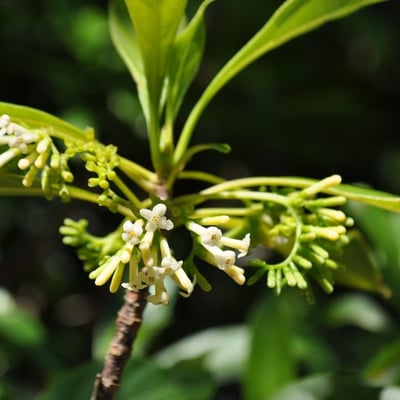 Antirhea borbonica — flower