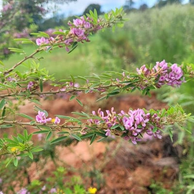 Lespedeza virginica — flower