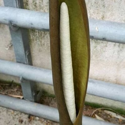 Anchomanes difformis — flower