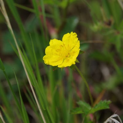 Potentilla grandiflora — flower