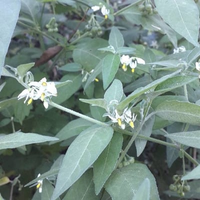 Solanum chenopodioides — flower
