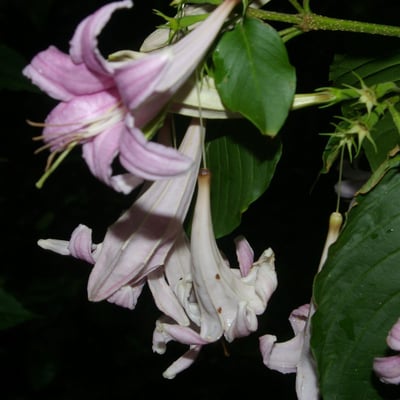 Coutarea hexandra — flower