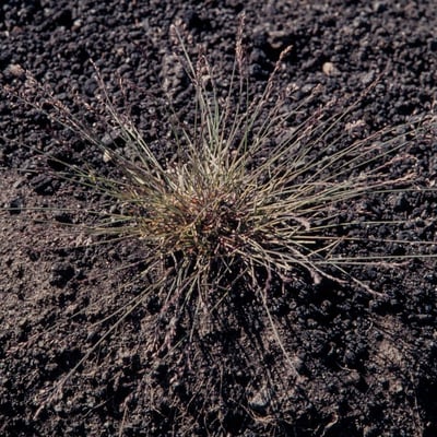 Poa glauca — leaf
