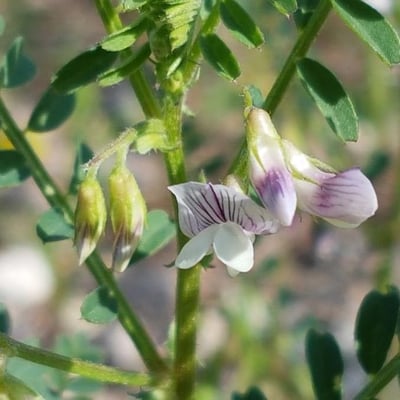 Vicia ervilia — flower