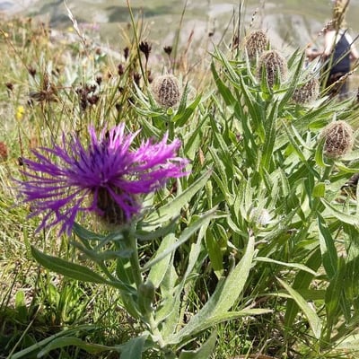 Centaurea uniflora — flower