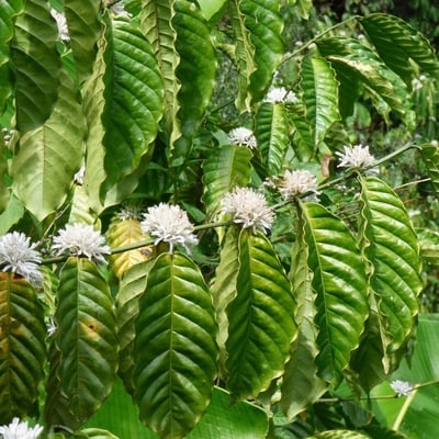 Coffea arabica — flower