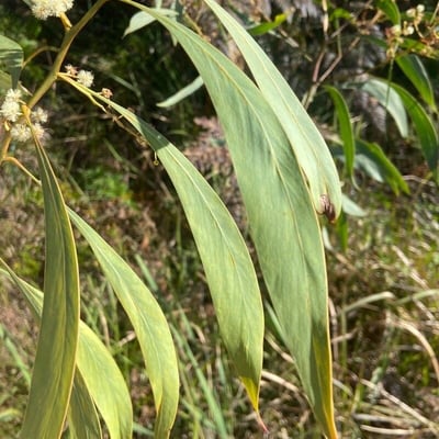 Acacia falcata — leaf