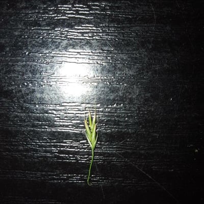 Festuca gigantea — flower