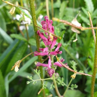 Fumaria bastardii — flower