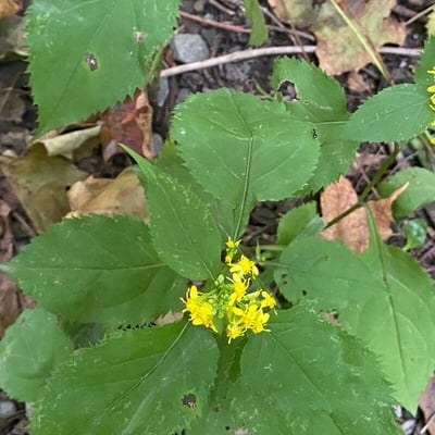 Solidago flexicaulis — flower